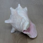 Heavy Marine Shell "Lambi" (Strombus Gigas) - Pink Interior - 1.37 kg