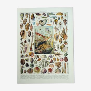 Gravure ancienne 1928, Mollusque, coquillage, escargot, animaux • Lithographie, Planche originale