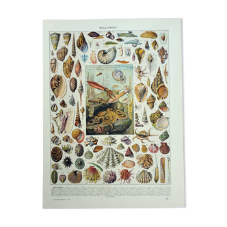 Gravure ancienne 1928, Mollusque, coquillage, escargot, animaux • Lithographie, Planche originale