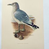 Vintage Bird Illustration 1960s - Common Gull - Natural Plate