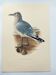 Vintage Bird Illustration 1960s - Common Gull - Natural Plate