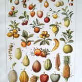 Planche botanique années 20 Fruits exotiques