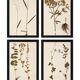 Framed old herbariums, set of 4