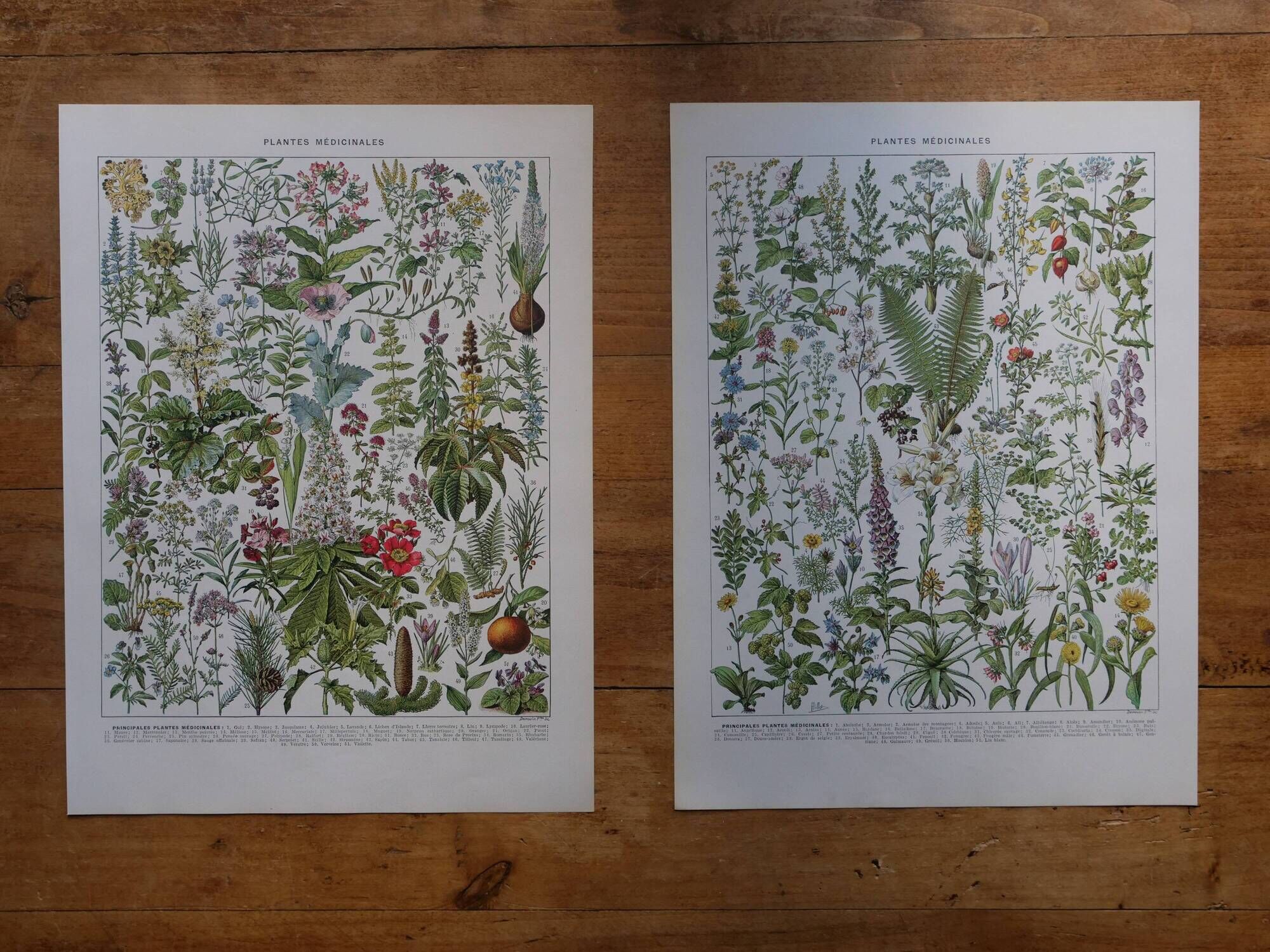 Lot of lithographs on gardens, feathers, medicinal plants and the orchard