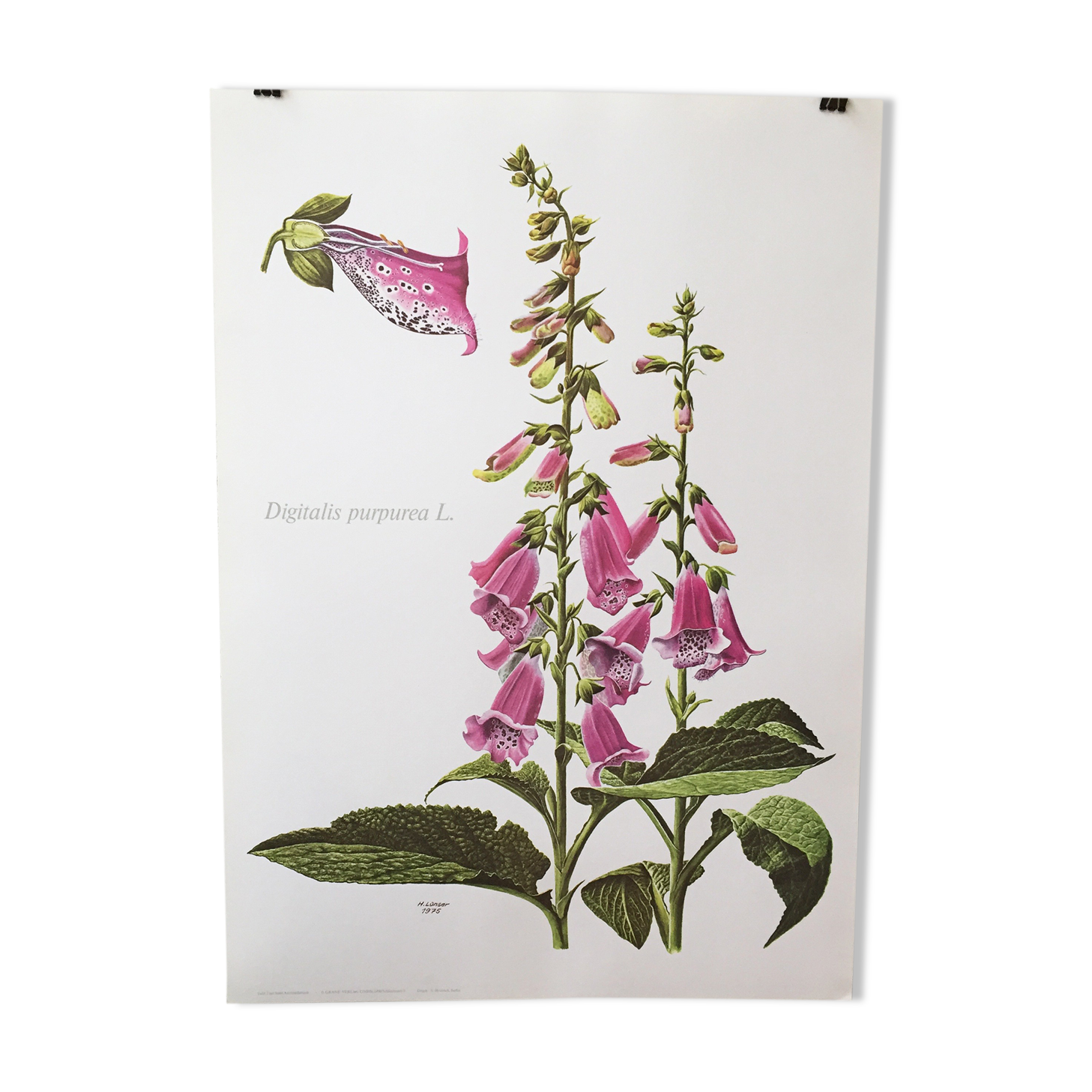 Lithographed poster pharmacy flower