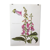 Lithographed poster pharmacy flower