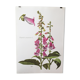 Affiche lithographiée pharmacie fleur