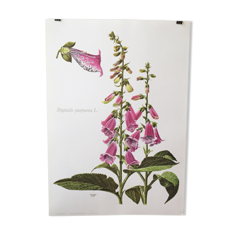 Lithographed poster pharmacy flower