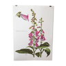 Lithographed poster pharmacy flower