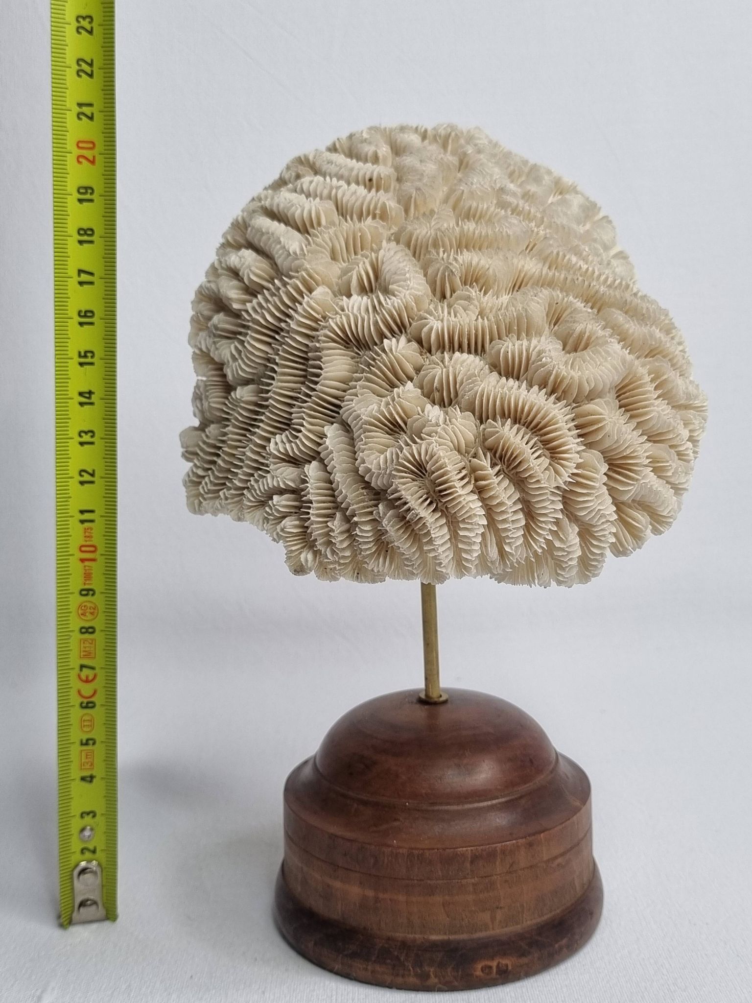 Antique Neptune coral on turned wooden base, 21 cm