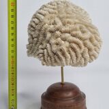 Antique Neptune coral on turned wooden base, 21 cm