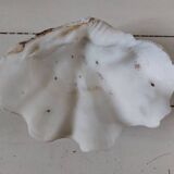 Bivalve