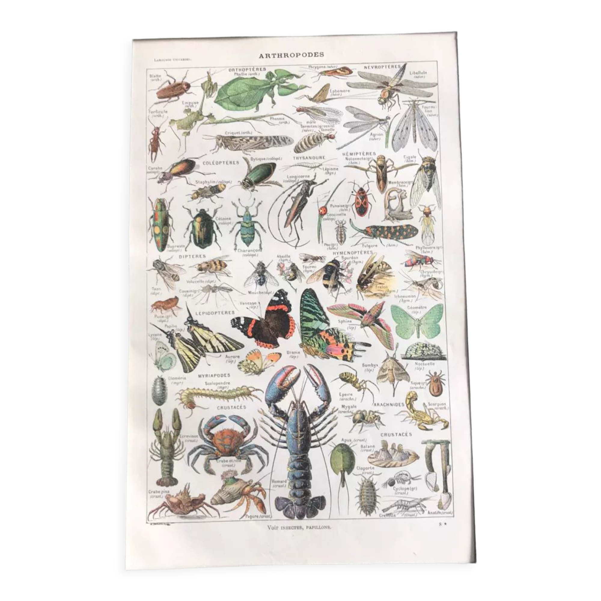 Original vintage plate on arthropods