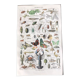 Planche originale vintage sur les arthropodes