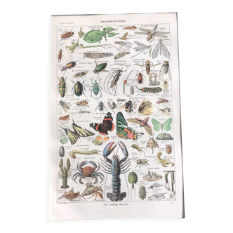 Planche originale vintage sur les arthropodes