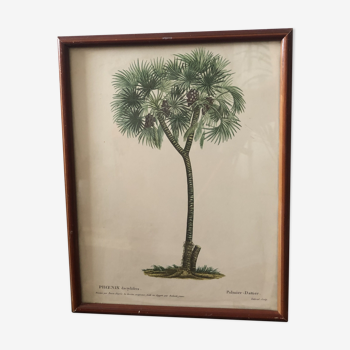 Lithographie planche botanique palmier-dattier bessa