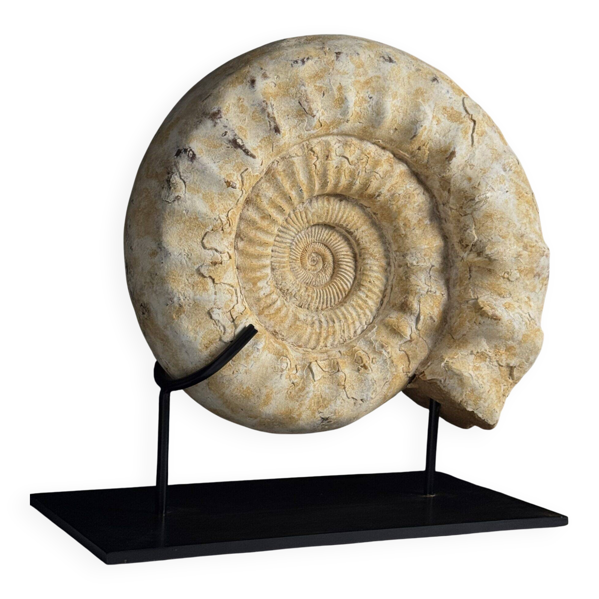 Fossile d'ammonite sur support
