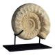 Fossile d'ammonite sur support