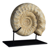 Ammonite fossil on custom stand