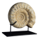 Fossile d'ammonite sur support
