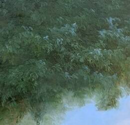 Landscape with sheep