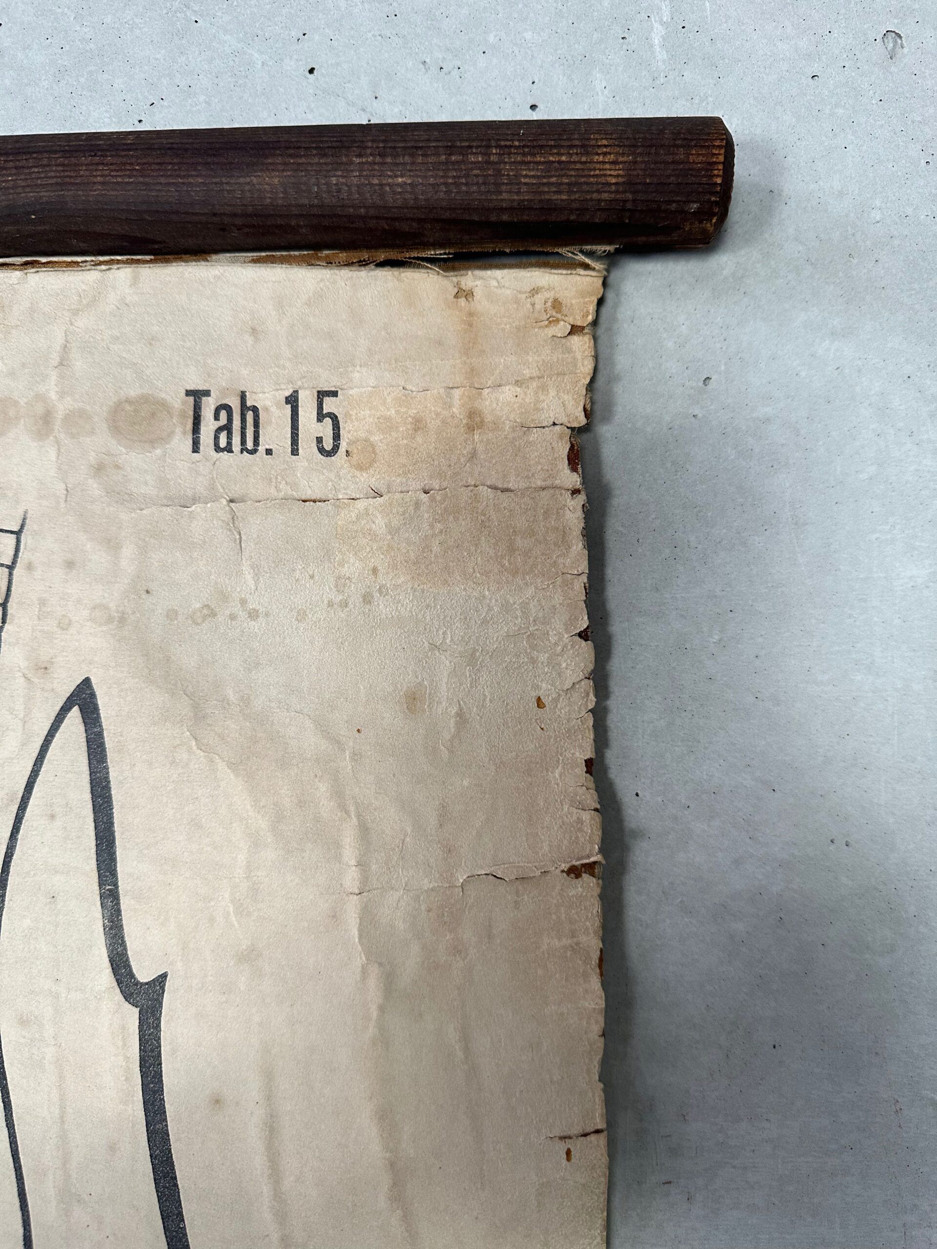 Vintage XL linen school chart – the lobster