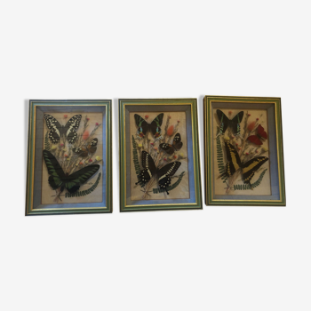 Three butterfly frames
