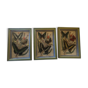 trois cadres papillons