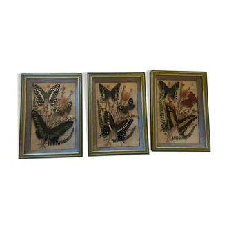 Three butterfly frames