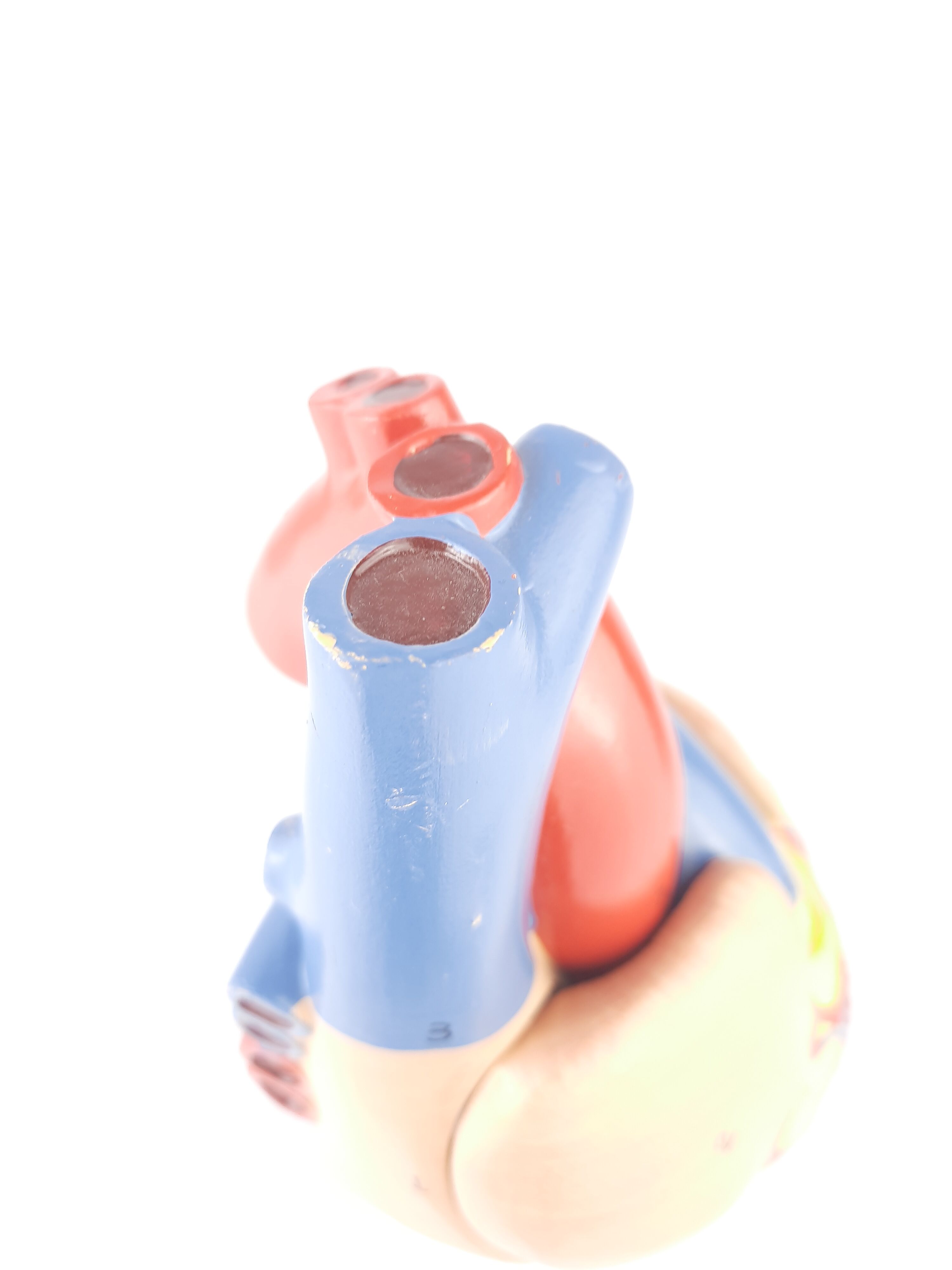 Vintage human heart anatomical model