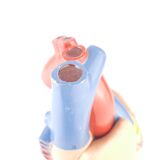 Vintage human heart anatomical model