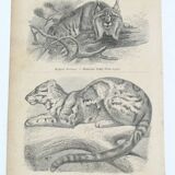 Images zoologiques encadrées, 1970