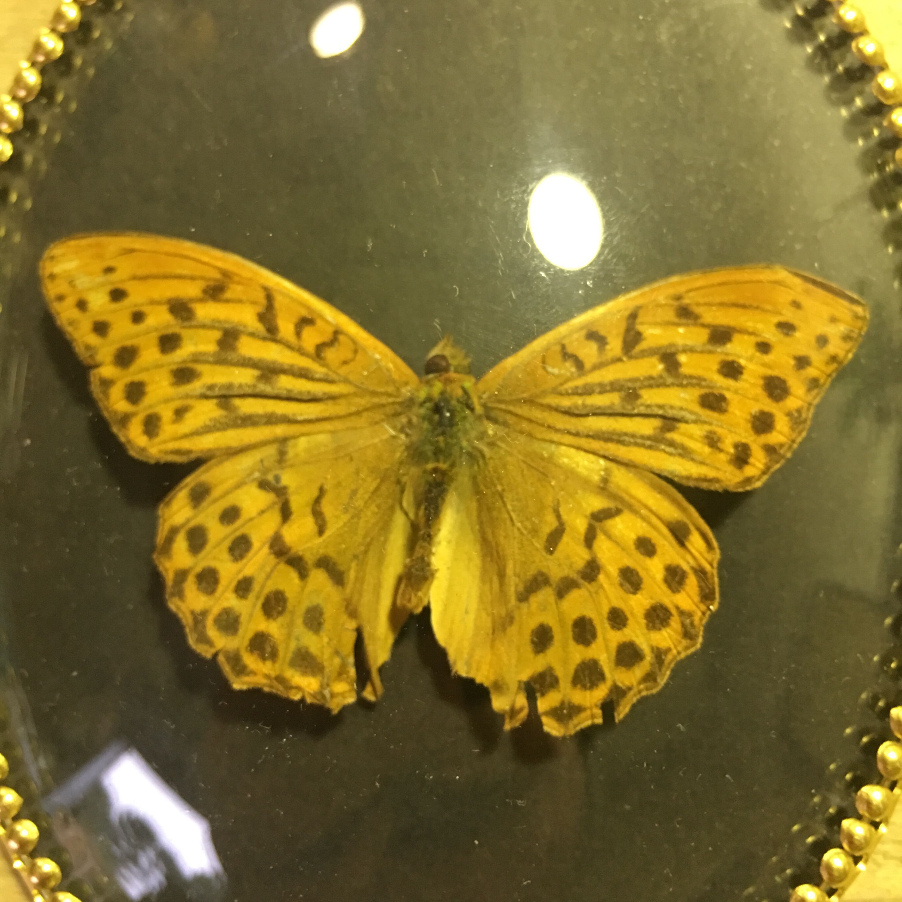 Butterfly under curved frame