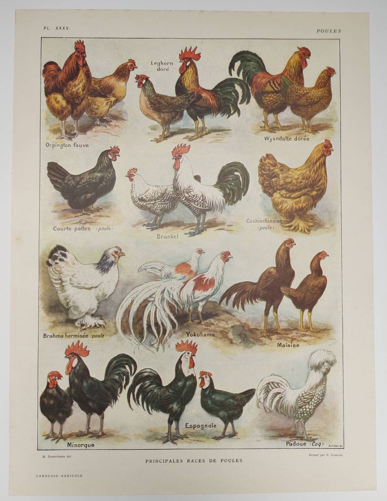 Original engraving from 1922 - Hens and roosters (2) - Old farm board