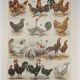 Original engraving from 1922 - Hens and roosters (2) - Old farm board