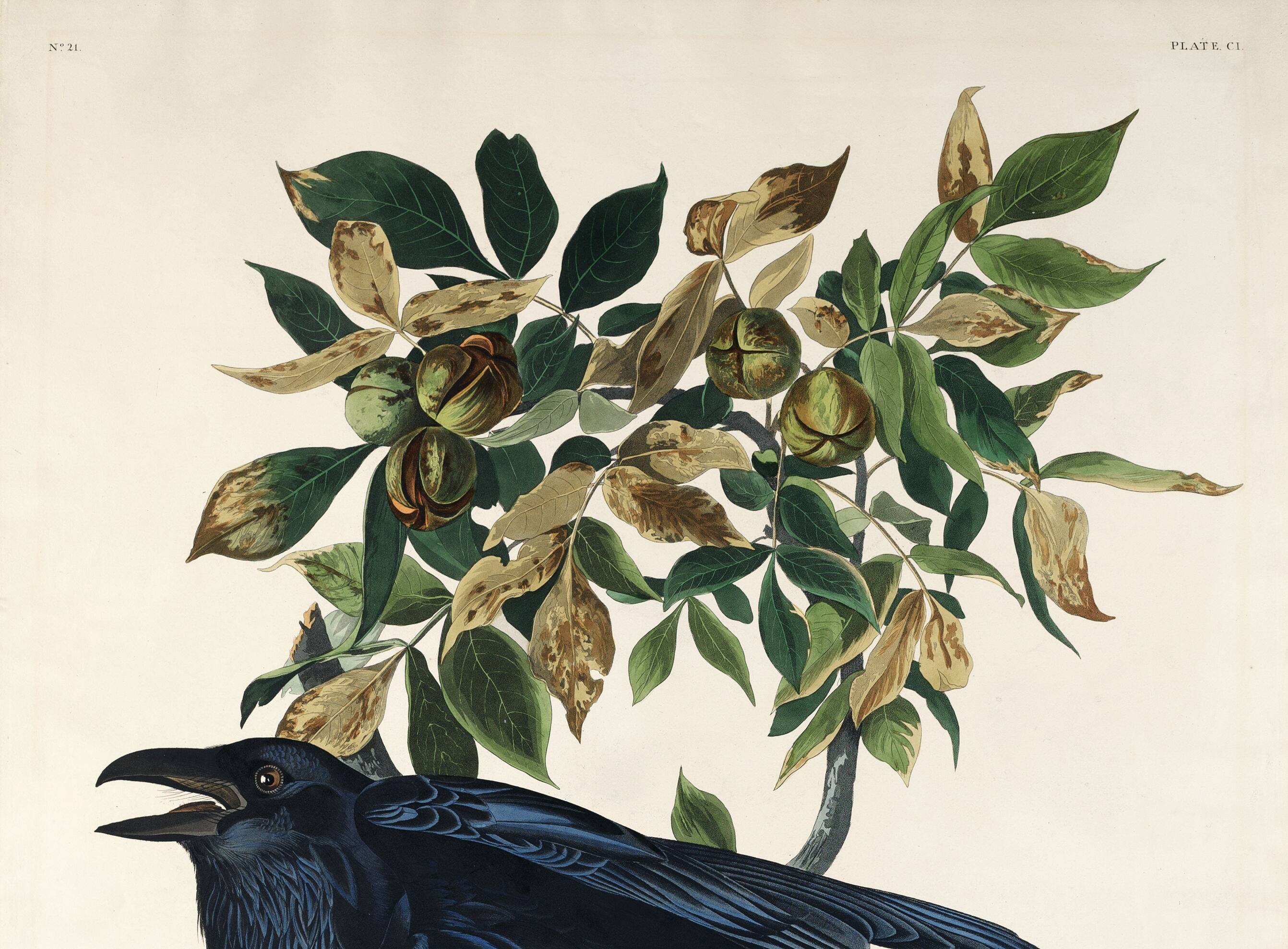 Poster about the Great Raven, based on an old engraving from 1827.
