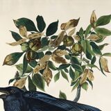 Poster about the Great Raven, based on an old engraving from 1827.