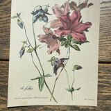 Set of 3 antique flower engravings