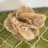 Large size sand rose