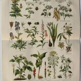 Lithographie ancienne - Plantes toxiques  - Gravure originale de 1909