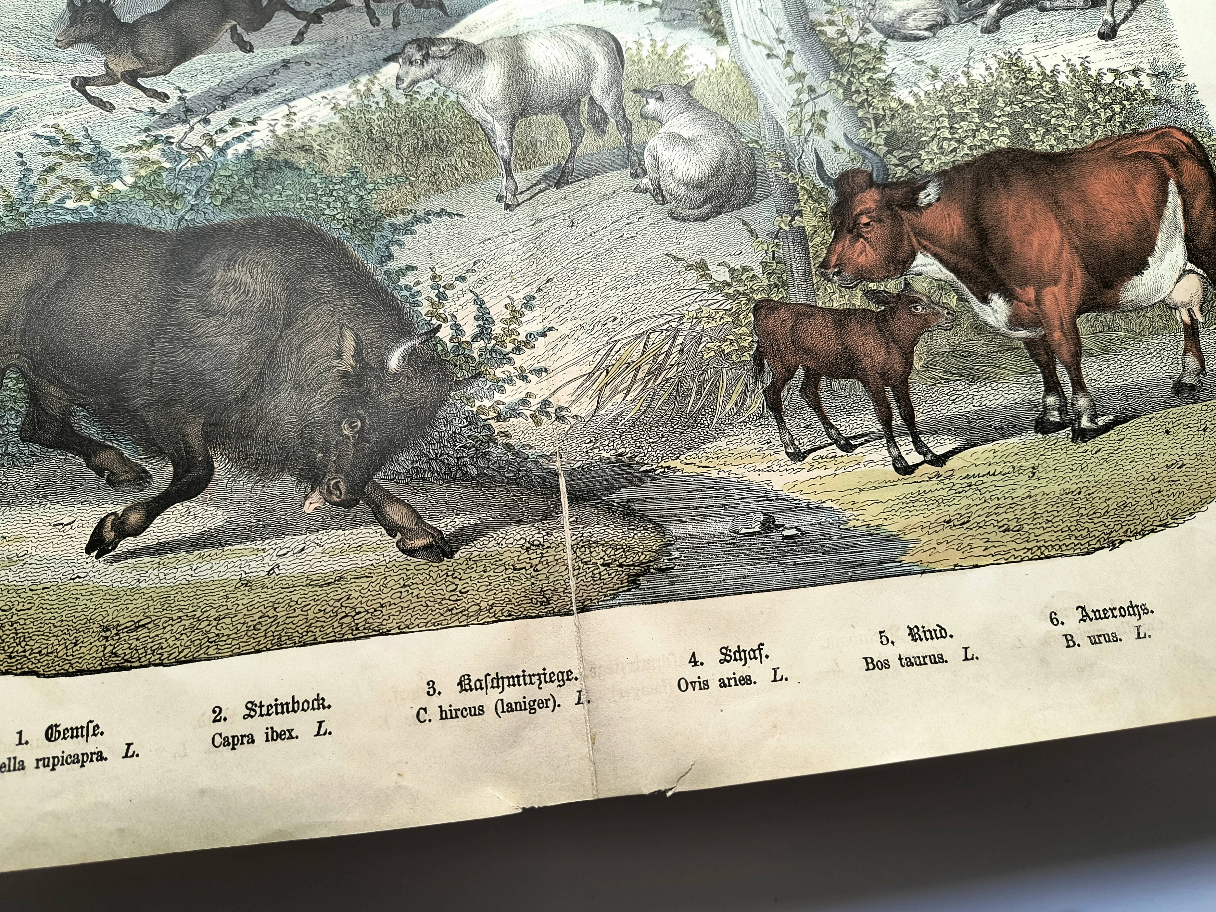 Old engraving from 1886 - Cow, sheep and goat - Lithograph of a farm