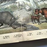 Old engraving from 1886 - Cow, sheep and goat - Lithograph of a farm