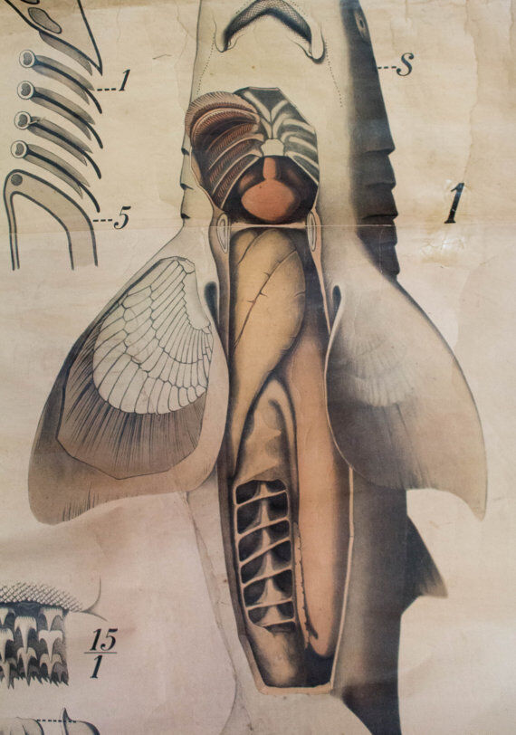 Displays the beginning of the 20th century vintage Paul Pfurtscheller Zoological "fish" 1902