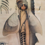 Affiche vintage du début du 20e siècle Paul Pfurtscheller zoologiques "poissons" 1902