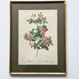 Pink botanical lithograph