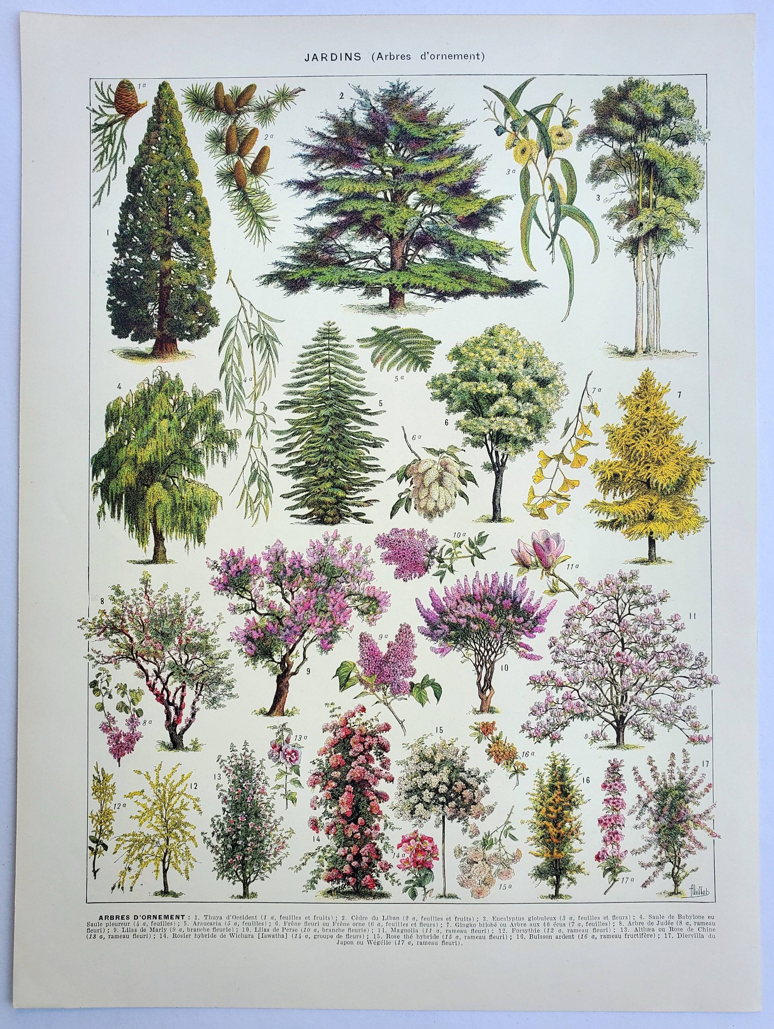 Old engraving 1928, Gardens 1, ornamental trees, plants • Lithograph, Original plate