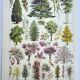 Old engraving 1928, Gardens 1, ornamental trees, plants • Lithograph, Original plate