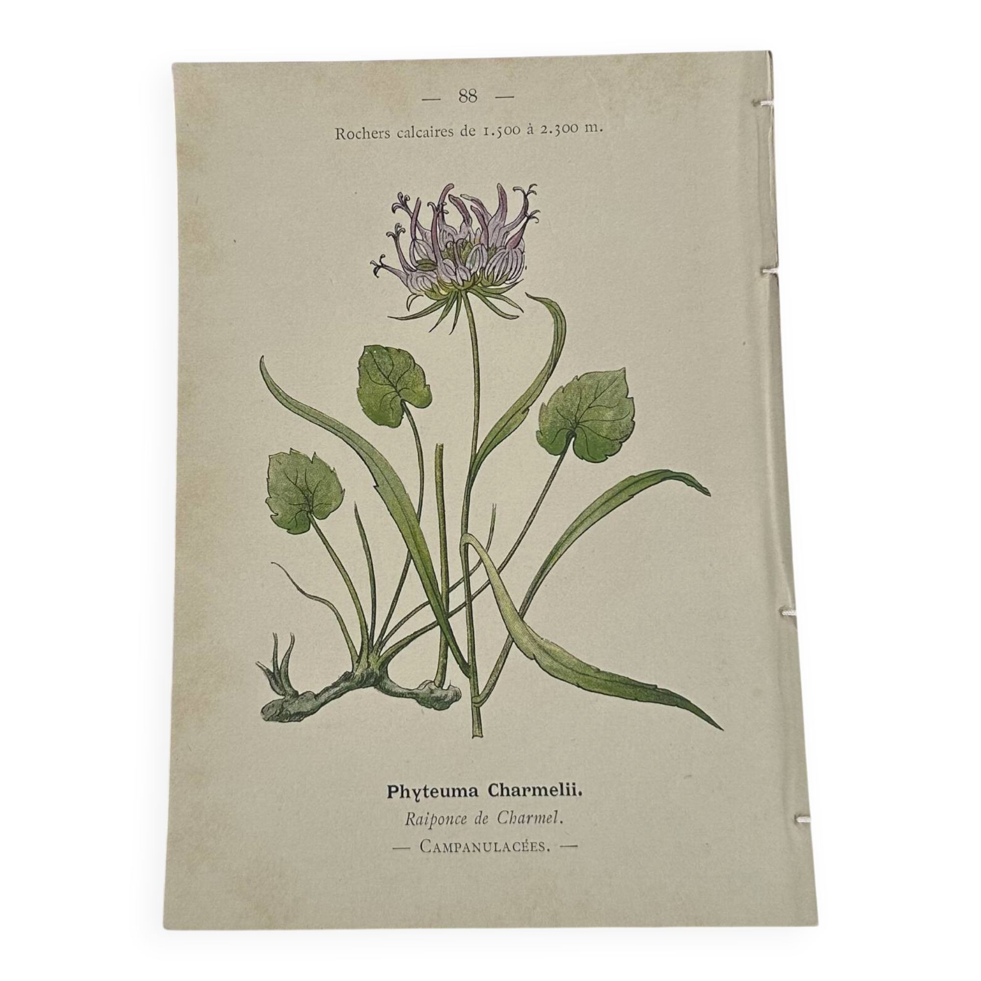 Gravure Botanique Ancienne XIXe – Lithographies Naturalistes  Fleurs &