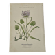 Gravure Botanique Ancienne XIXe – Lithographies Naturalistes  Fleurs &