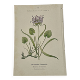 Gravure Botanique Ancienne XIXe – Lithographies Naturalistes  Fleurs &